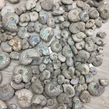 Šroub Původní Kamenné Ulity Ammonitů Fosilních Dávných Zaniklý Život Fosilních Feng Shui Dopravní Šnek Polular Vědy Ruční Práce