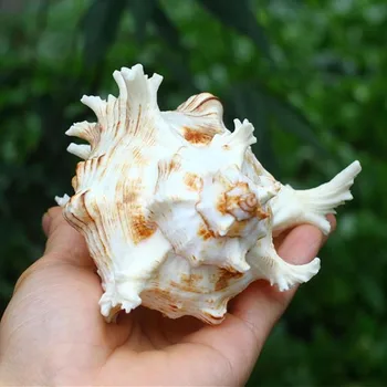 1ks Přírodní Výběr Originální Velké Mořské Mušle Smíšené Sea Shell Původní Autentické Lastury