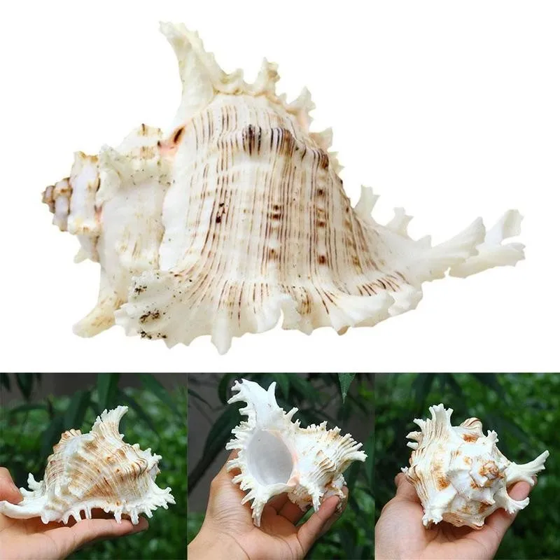 1ks Přírodní Výběr Originální Velké Mořské Mušle Smíšené Sea Shell Původní Autentické Lastury 1