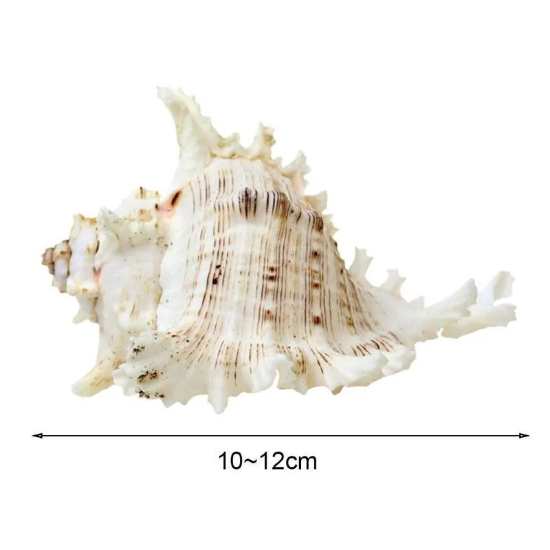 1ks Přírodní Výběr Originální Velké Mořské Mušle Smíšené Sea Shell Původní Autentické Lastury 3
