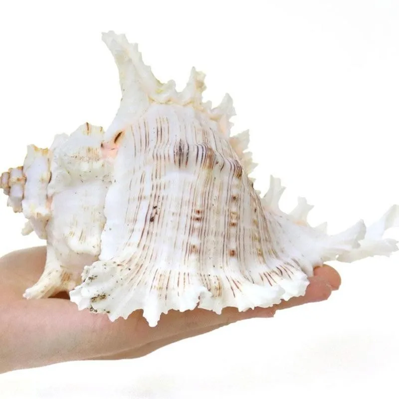 1ks Přírodní Výběr Originální Velké Mořské Mušle Smíšené Sea Shell Původní Autentické Lastury 4