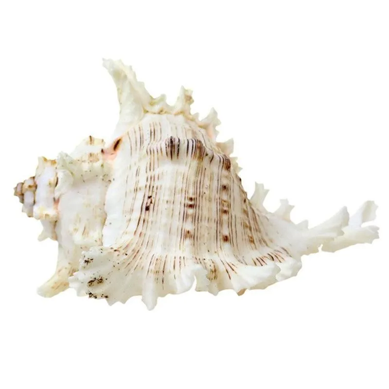1ks Přírodní Výběr Originální Velké Mořské Mušle Smíšené Sea Shell Původní Autentické Lastury 5