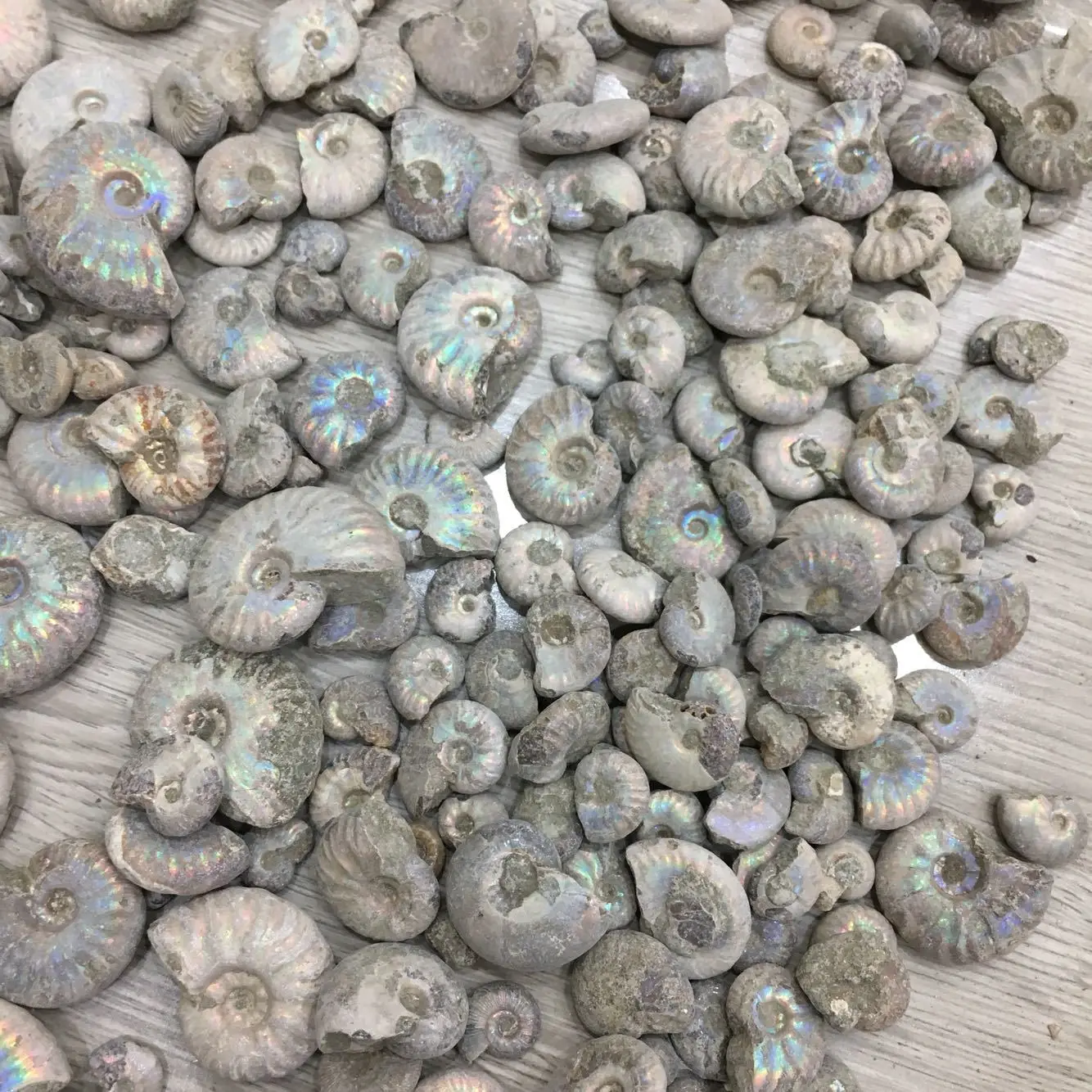 Šroub Původní Kamenné Ulity Ammonitů Fosilních Dávných Zaniklý Život Fosilních Feng Shui Dopravní Šnek Polular Vědy Ruční Práce 0