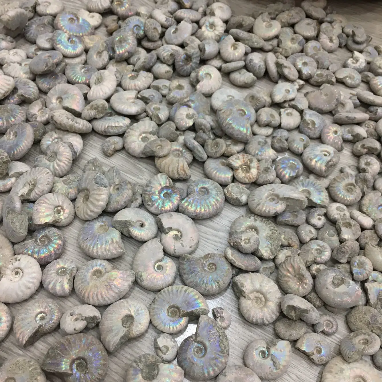 Šroub Původní Kamenné Ulity Ammonitů Fosilních Dávných Zaniklý Život Fosilních Feng Shui Dopravní Šnek Polular Vědy Ruční Práce 2