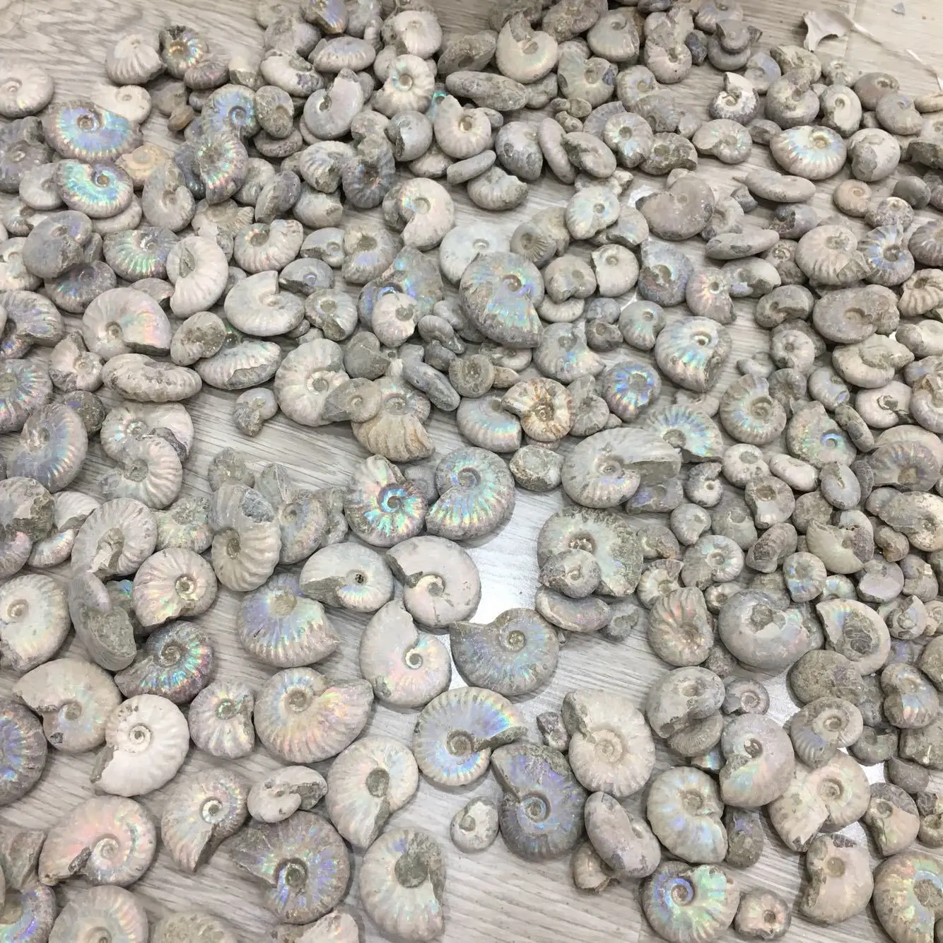 Šroub Původní Kamenné Ulity Ammonitů Fosilních Dávných Zaniklý Život Fosilních Feng Shui Dopravní Šnek Polular Vědy Ruční Práce 3